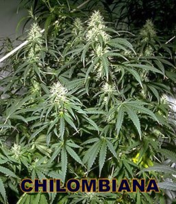 chilombiana